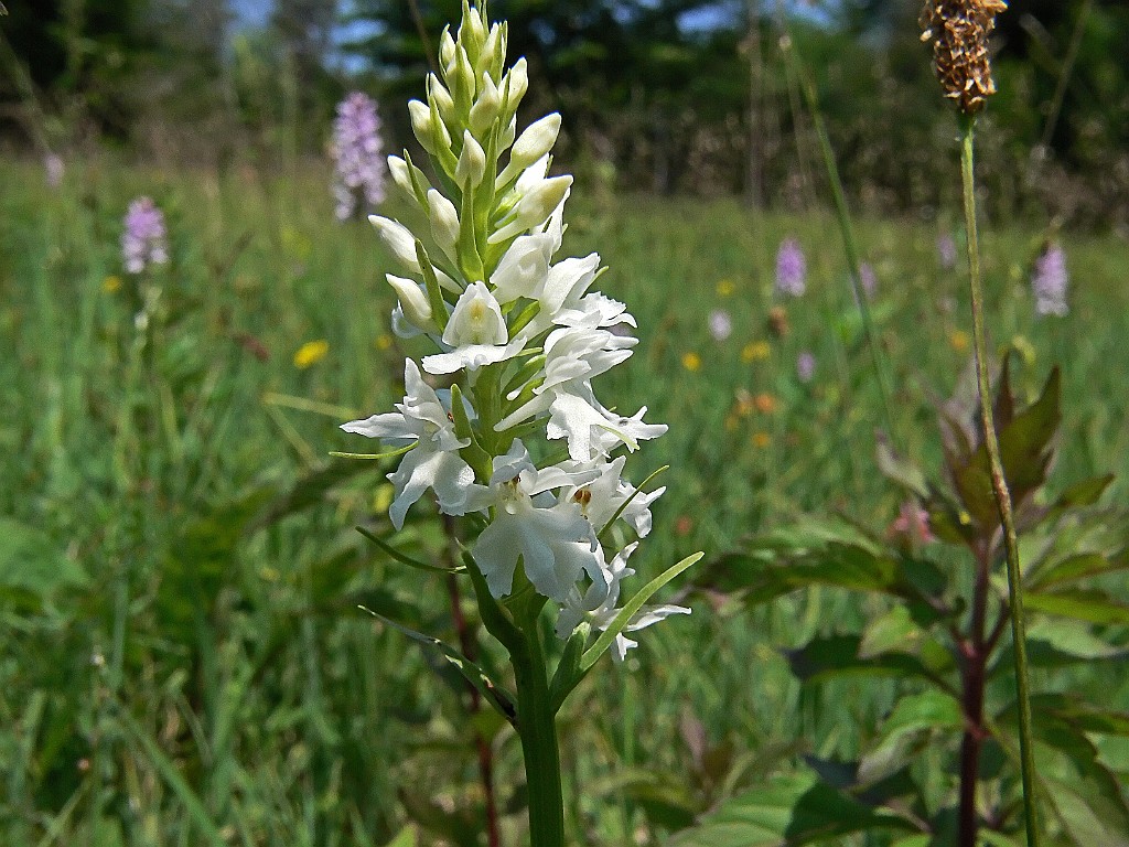 Welriekende Nachtorchis [5269].jpg - Welriekende Nachtorchis  [Platanthera bifolia]